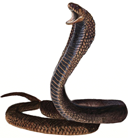 415x450 How To Draw A King Cobra Snake - King Cobra Snake Drawing