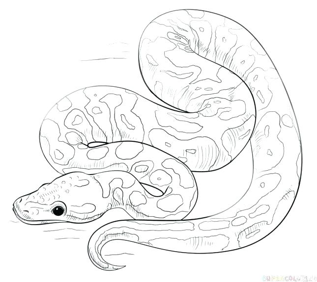 645x575 Snake Coloring Pages Free Premium Templates King Cobra Snake - King Cobra Snake Drawing