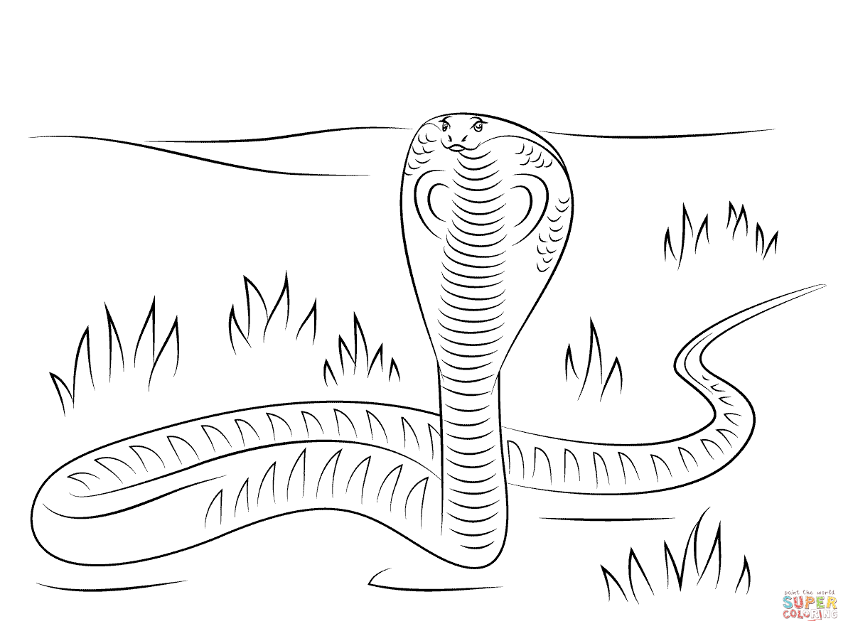 1200x895 King Cobra Coloring - King Cobra Snake Drawing