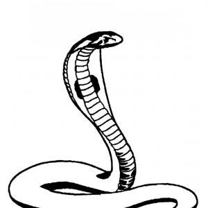 300x300 king cobra sketch black and white vector illustration of king - King Cobra Snake Drawing