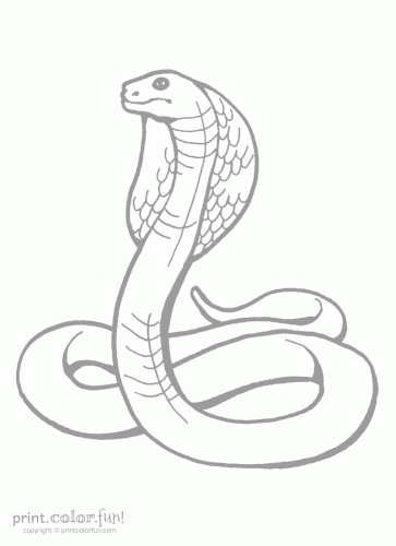 363x500 King Cobra Coloring Page - King Cobra Snake Drawing