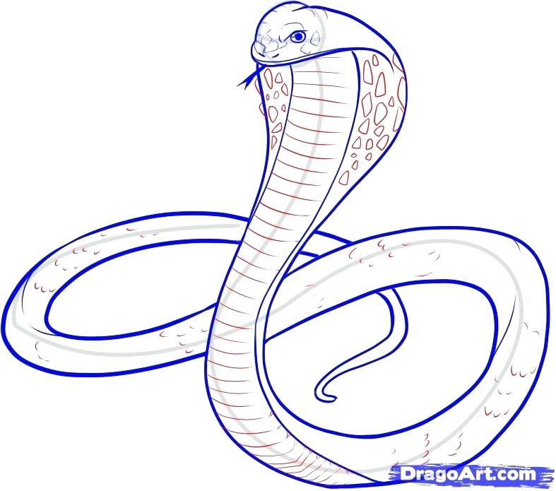 787x695 a cobra snake cobra snake head drawing judebarker club - King Cobra Snake Drawing