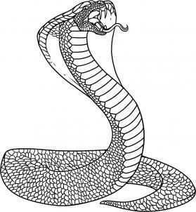 279x302 Viper Snake Coloring - King Cobra Snake Drawing