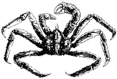230x155 drawn crab king crab - King Crab Drawing