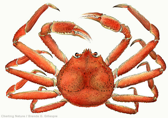 560x396 Snow Crab - King Crab Drawing