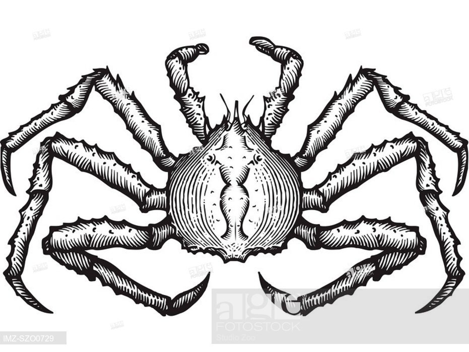 931x699 A Black And White Drawing Of A King Crab, Stock Photo, Picture - King Crab Drawing