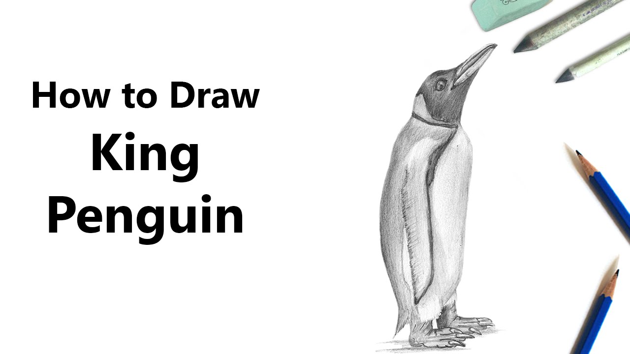 1280x720 How To Draw A King Penguin With Pencils - King Penguin Drawing