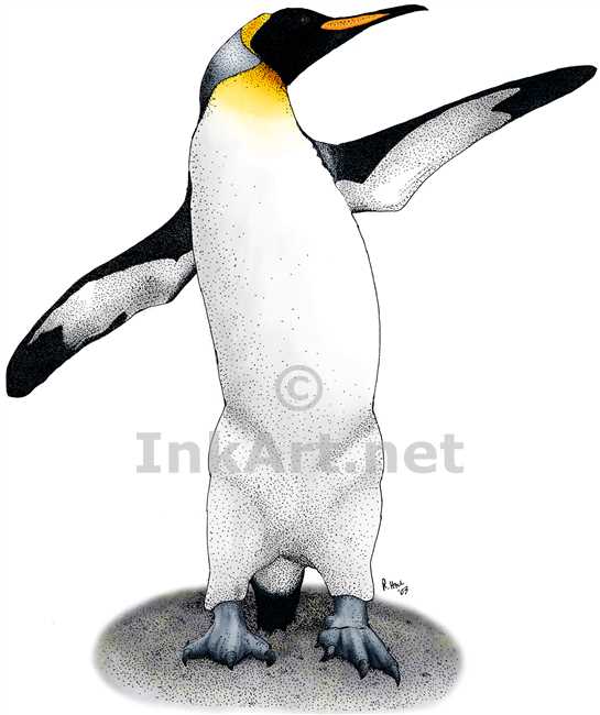 545x650 King Penguin - King Penguin Drawing