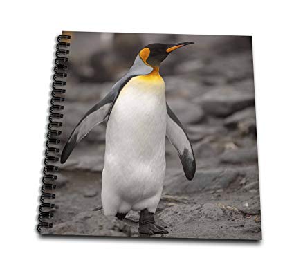 425x386 Danita Delimont - King Penguin Drawing