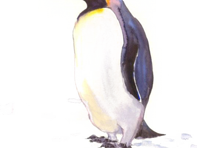 640x480 King Penguin Clipart Drawing - King Penguin Drawing