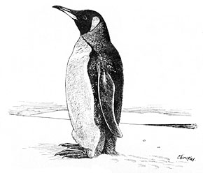290x248 King Penguin Natural History Notebooks - King Penguin Drawing