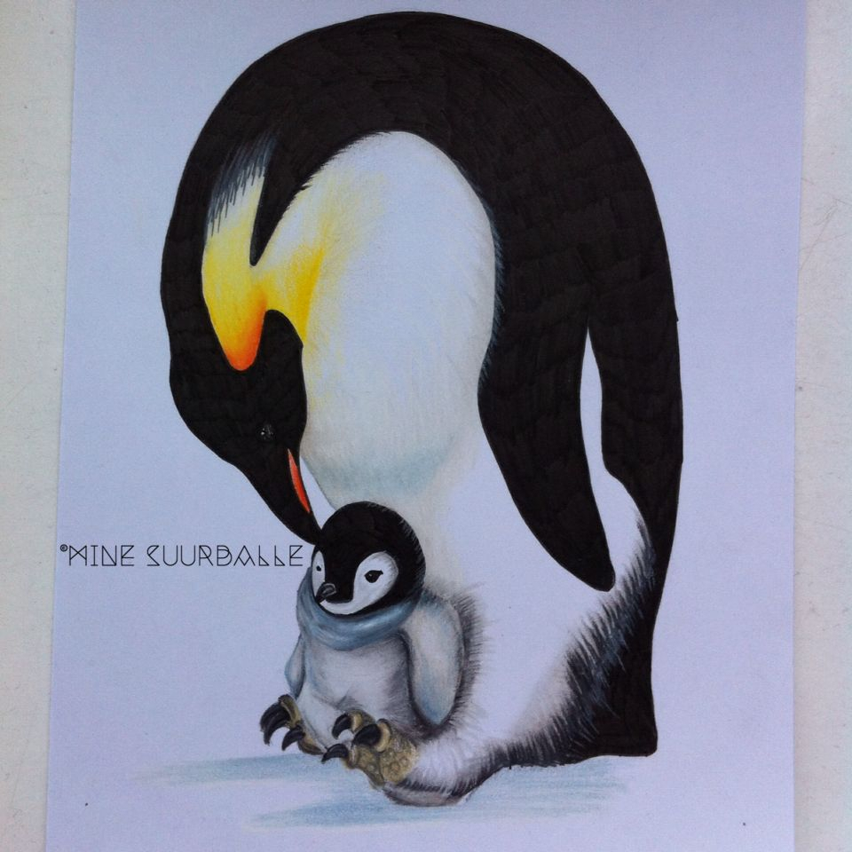 960x960 king penguin pencil sketch penguin daddy and chick coloured - King Penguin Drawing