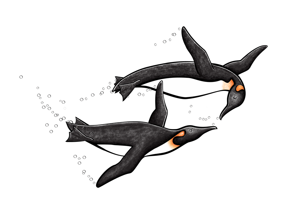 990x725 Antarctica Drawing King Penguin Transparent Png Clipart Free - King Penguin Drawing