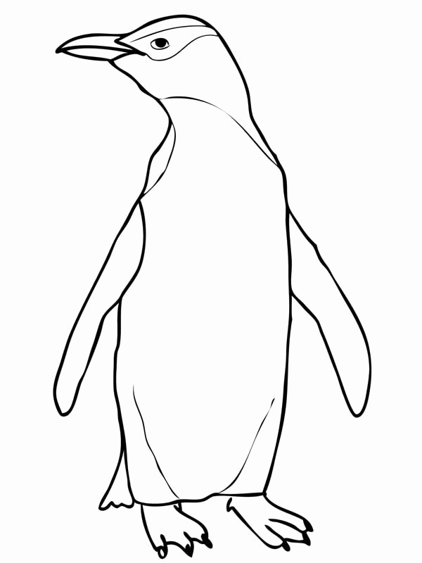 600x800 King Penguin Running Coloring Pages Collection Tag - King Penguin Drawing
