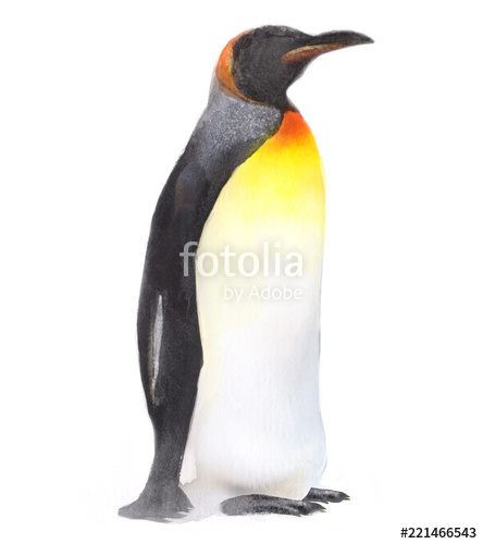 444x500 Watercolor Isolated Illustration Of A Penguin, Drawing - King Penguin Drawing