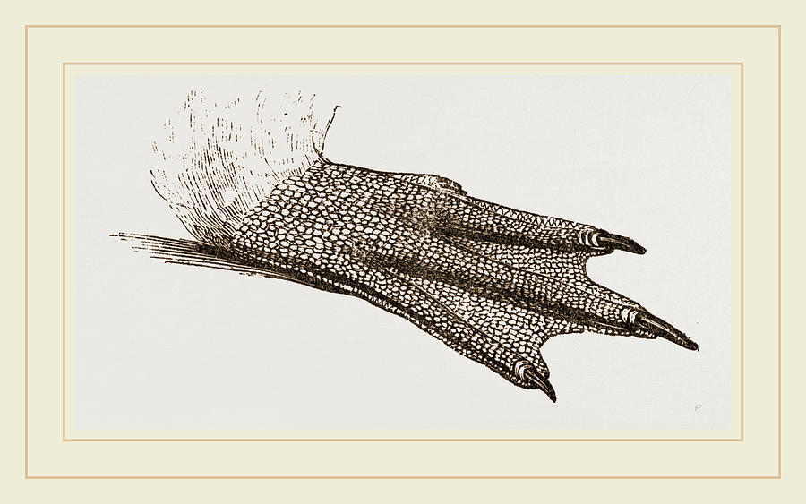 900x563 Foot Of King Penguin Drawing - King Penguin Drawing