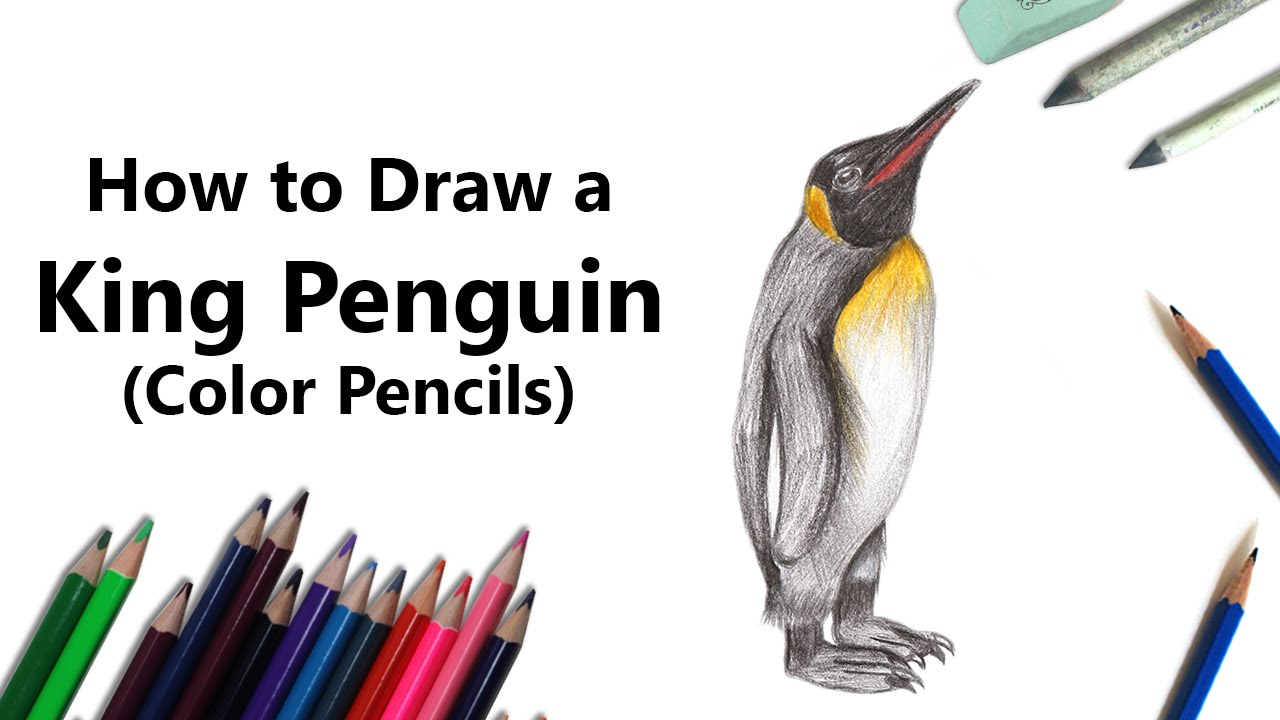 1280x720 How To Draw A King Penguin - King Penguin Drawing