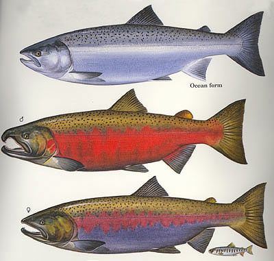 400x381 Coho Salmon, Ocean Stage - King Salmon Drawing