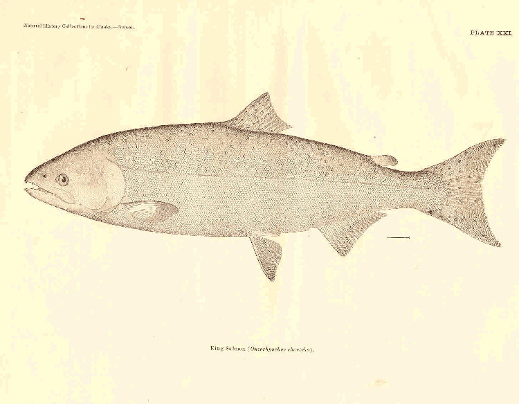 750x584 Filefmib King Salmon - King Salmon Drawing