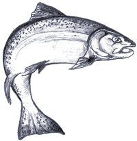 200x206 If There Was Ever A 'most Charismatic Fish' Contest, The Salmon - King Salmon Drawing
