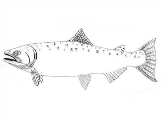 326x250 King Salmon Lineart - King Salmon Drawing