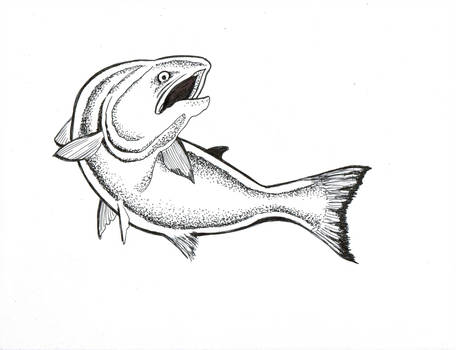 456x350 King Salmon Lineart - King Salmon Drawing