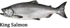 241x98 Kenai - King Salmon Drawing