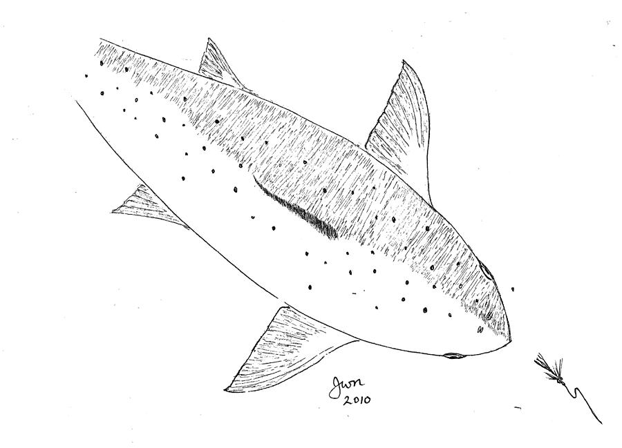 900x649 King Salmon And Comet Fly Drawing - King Salmon Drawing