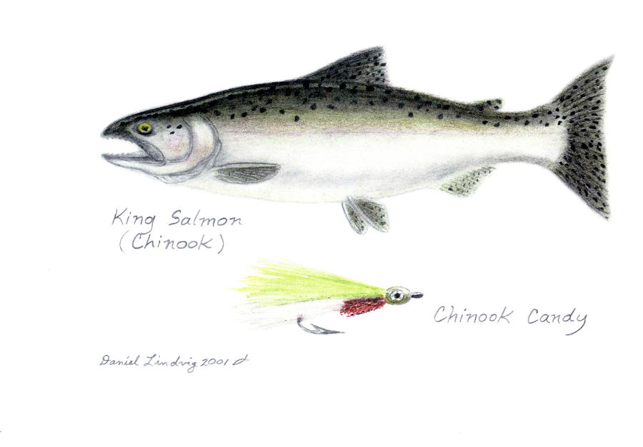 King Salmon Drawing at Explore collection of King