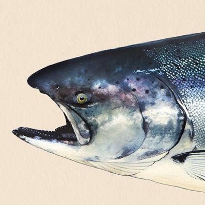 400x400 King Salmon - King Salmon Drawing