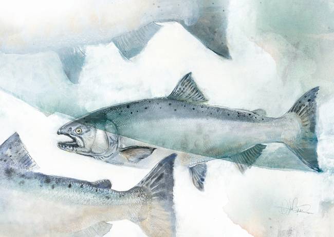 King Salmon Drawing at PaintingValley.com | Explore collection of King ...