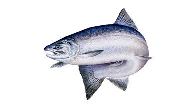 340x219 Pink Salmon, Saltwater Form Sketch Journal In Salmon - King Salmon Drawing