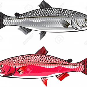 300x300 Set Of Salmon Fish Vector - King Salmon Drawing