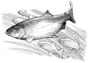 350x248 Aamasuuk Next Card - King Salmon Drawing