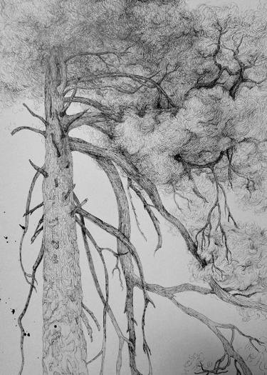 375x525 pine tree kingdom swelter drawing - Kingdom Drawing