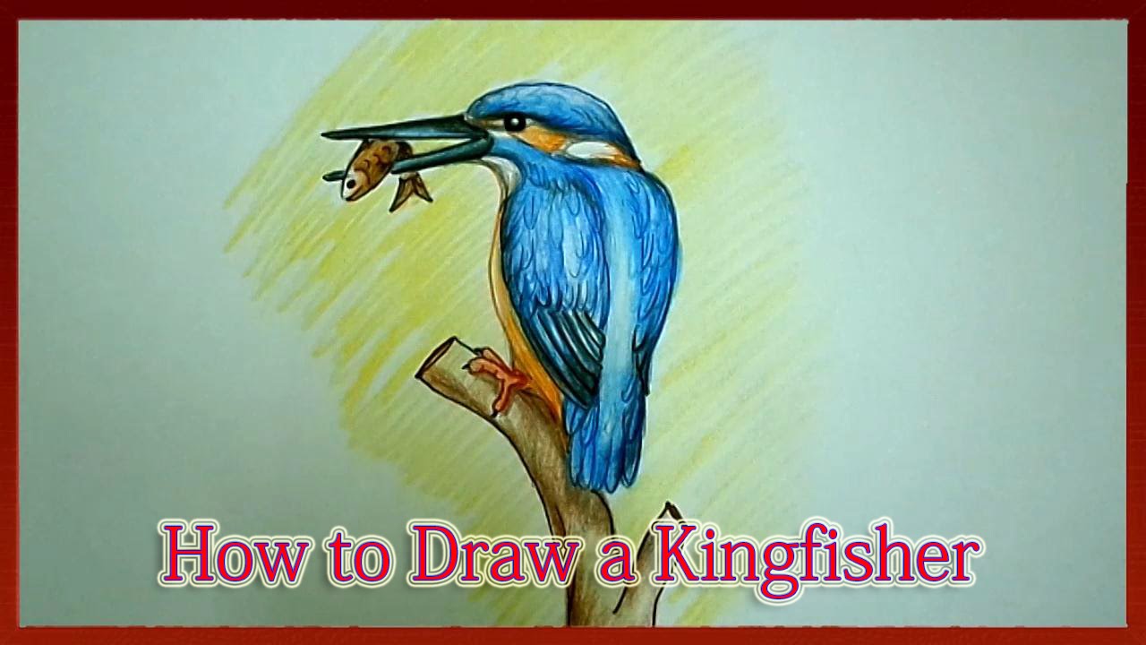 1280x720 how to draw a kingfisher step - Kingfisher Bird Drawing