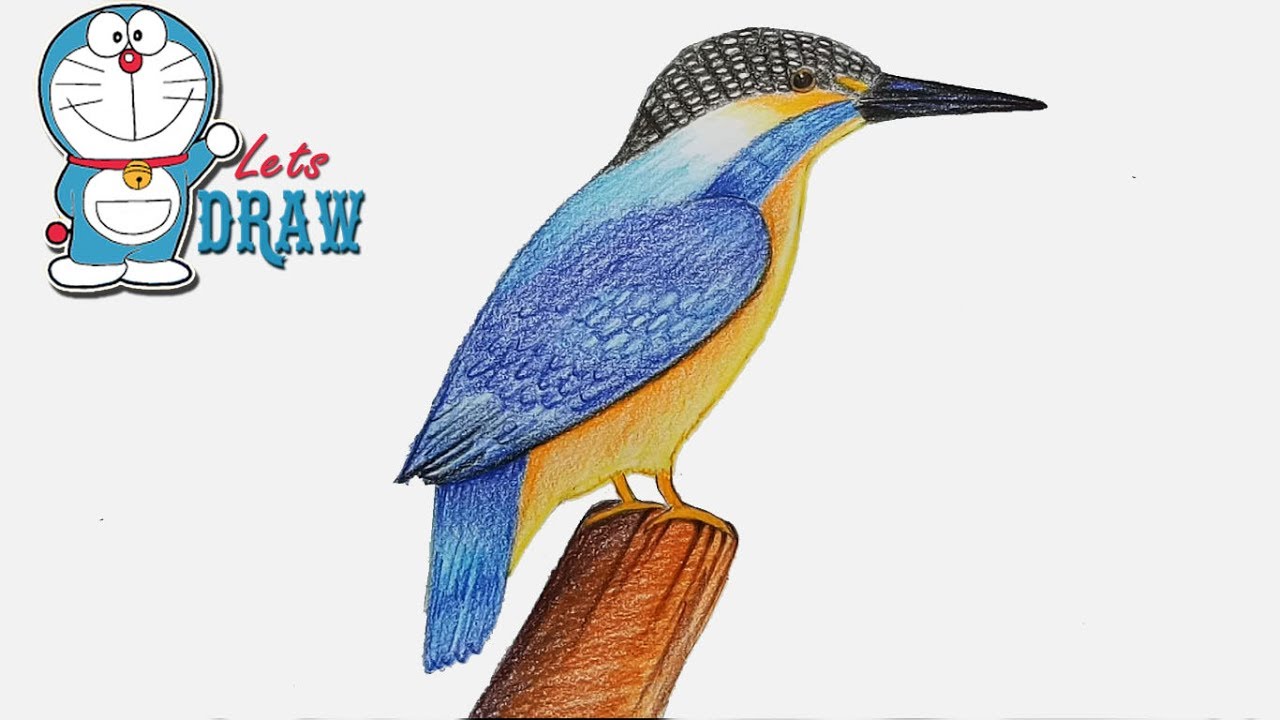 1280x720 how to draw kingfisher step - Kingfisher Bird Drawing