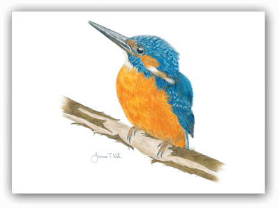 400x299 kingfisher' wildlife bird card - Kingfisher Bird Drawing