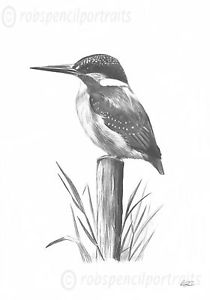210x300 kingfisher limited edition bird art print direct from artist - Kingfisher Bird Drawing