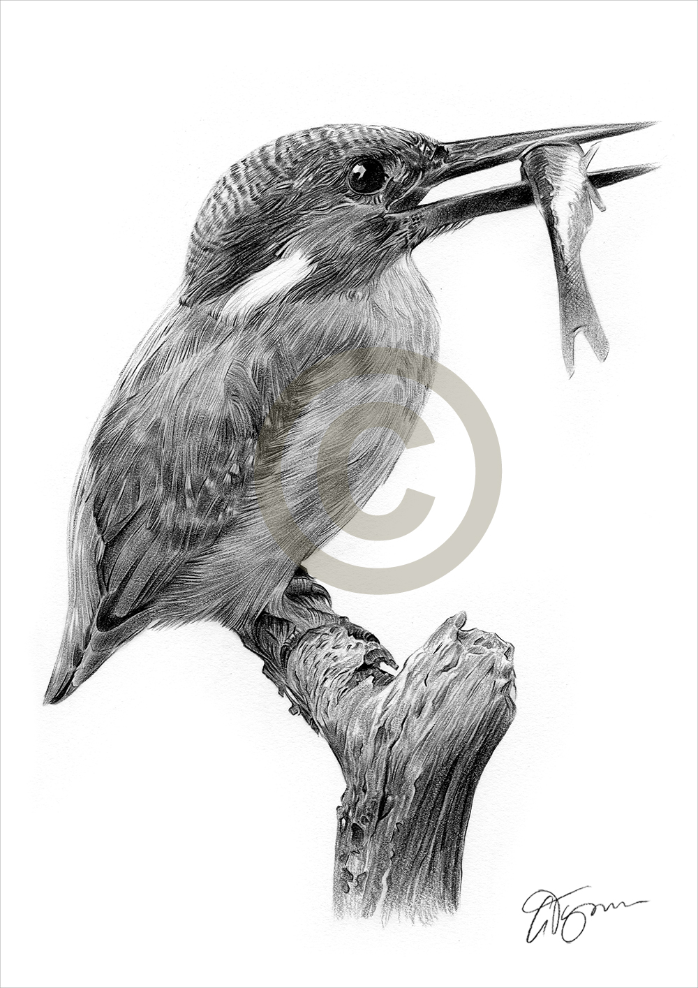 1000x1415 kingfisher pencil drawing art print sizes signed - Kingfisher Bird Drawing