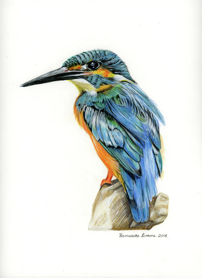654x900 kingfisher drawing - Kingfisher Bird Drawing