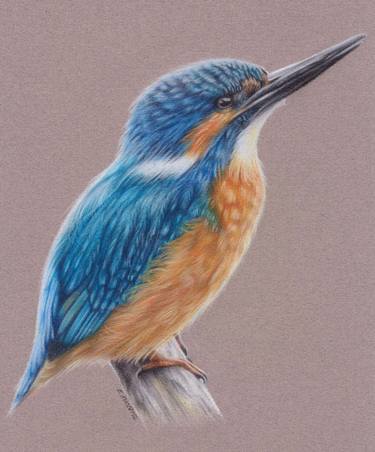 375x452 kingfisher drawing - Kingfisher Bird Drawing