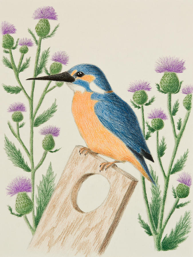 674x900 kingfisher drawing - Kingfisher Bird Drawing