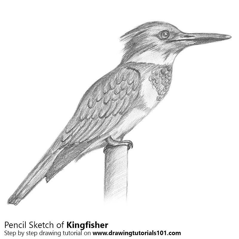 800x800 kingfisher pencil drawing - Kingfisher Bird Drawing