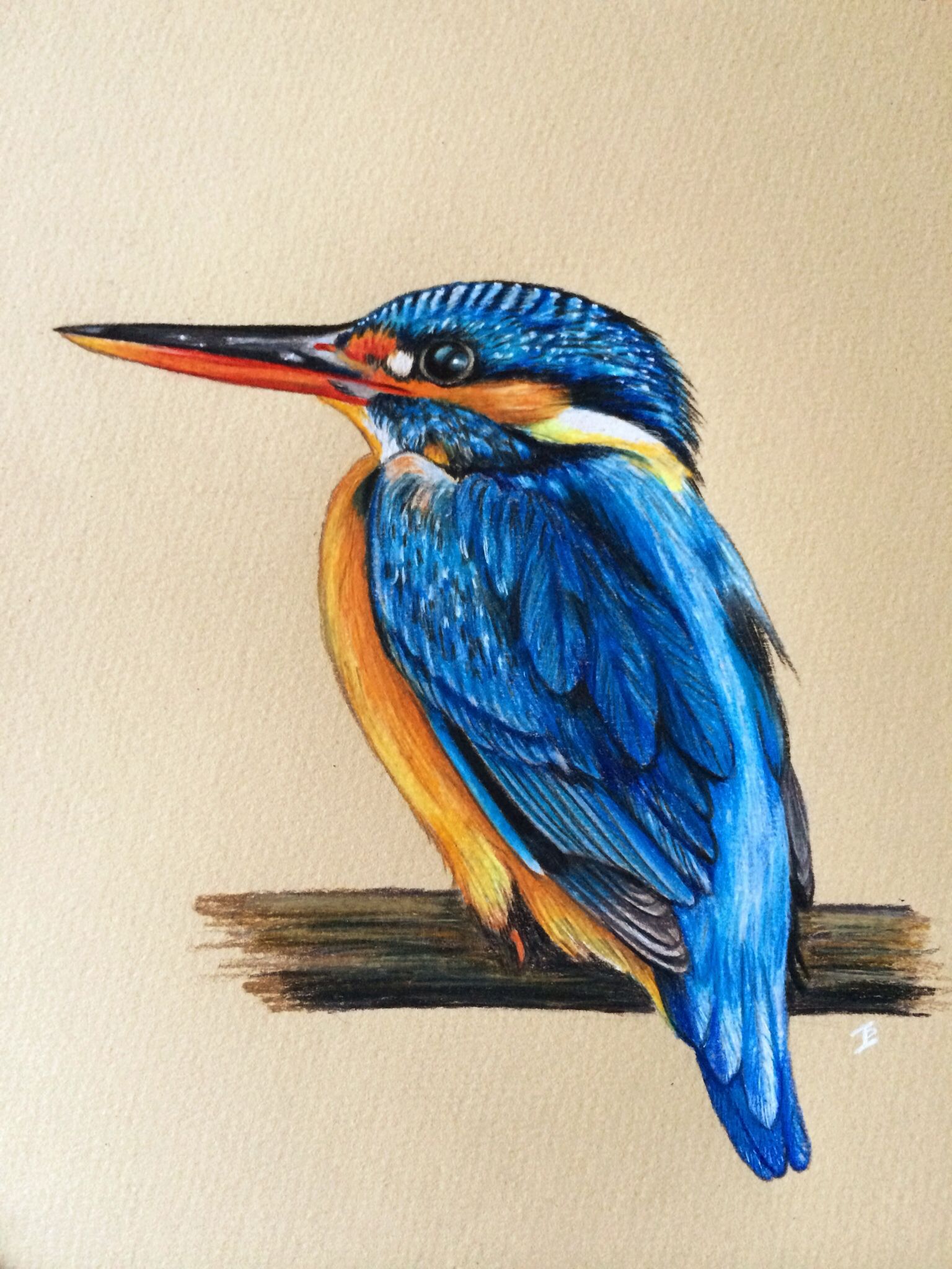 1536x2048 kingfisher bird do in prismacolor pencils - Kingfisher Bird Drawing