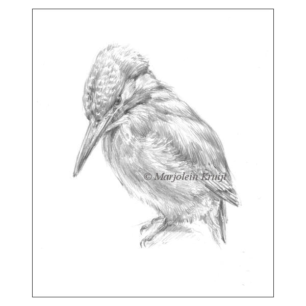 600x600 kingfisher drawing handdrawn from life - Kingfisher Bird Drawing