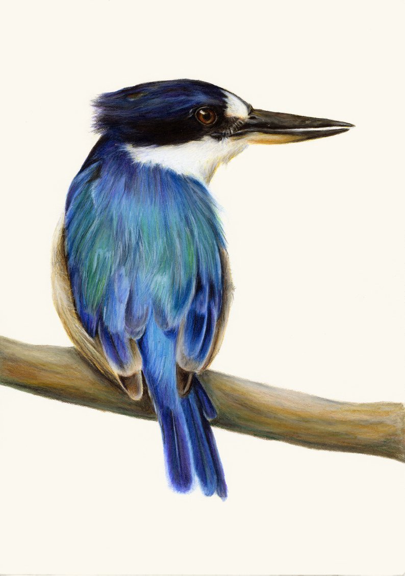 794x1128 kingfisher drawing realistic bird art exceptional bird etsy - Kingfisher Bird Drawing