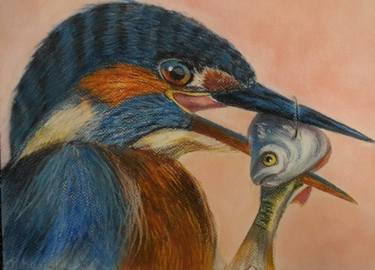 375x270 kingfisher in pastel drawing - Kingfisher Bird Drawing