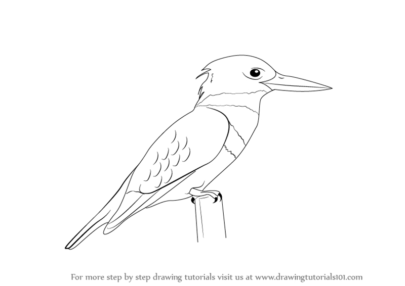 800x566 learn how to draw a kingfisher - Kingfisher Bird Drawing