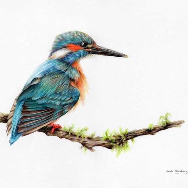 640x640 pinner said it's finished! kingfisher colour pencil drawing using - Kingfisher Bird Drawing